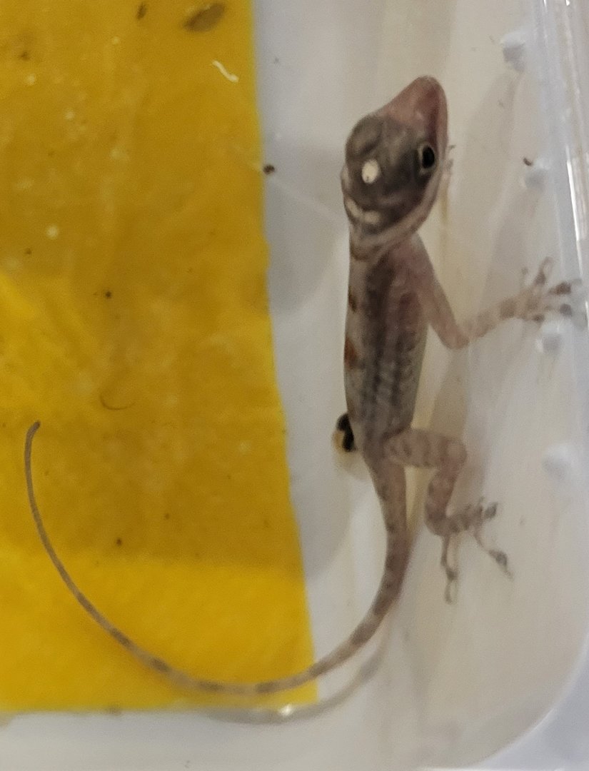 Anolis mestrei