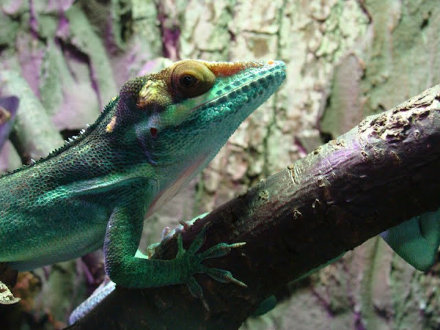 Anolis noblei