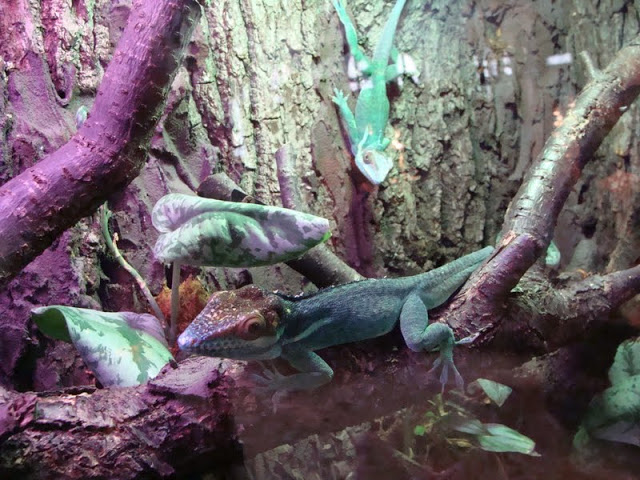 Anolis noblei