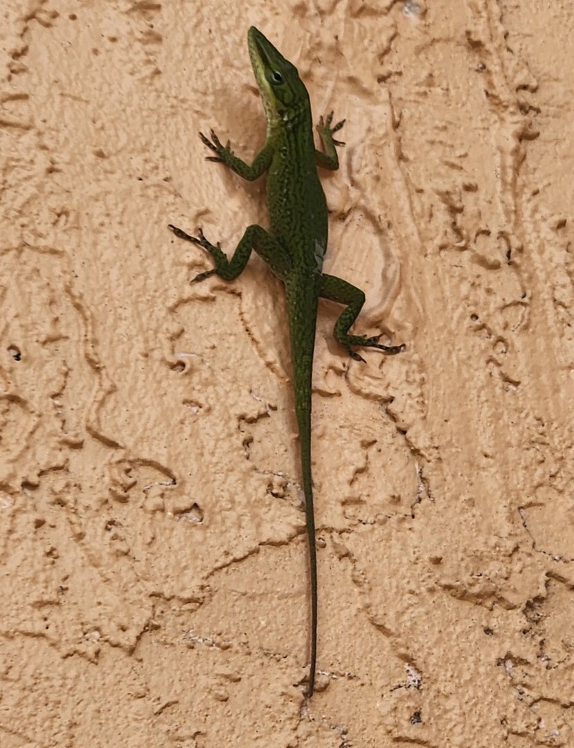 Anolis, probably Cuban Green Anole (Anolis porcatus)