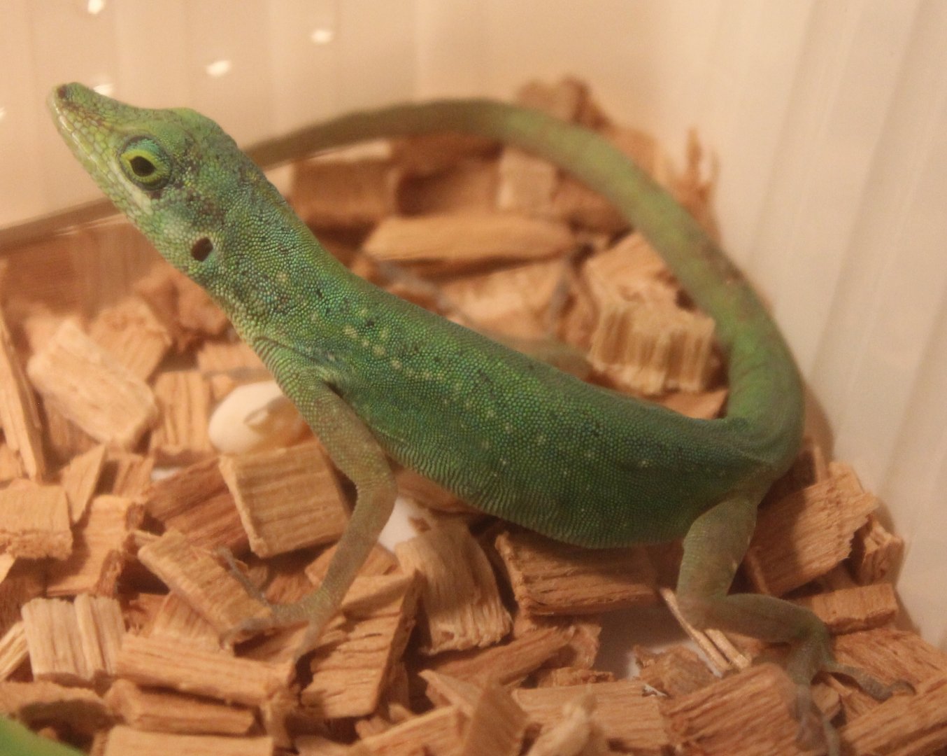 Anolis roquet summes