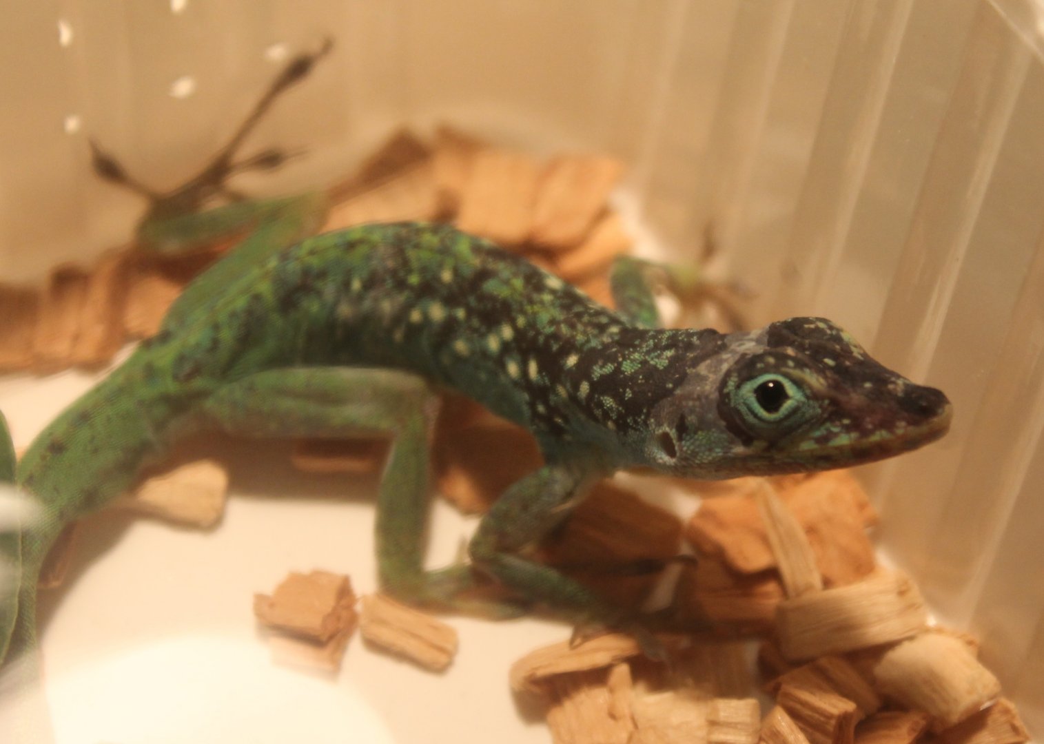 Anolis roquet summes