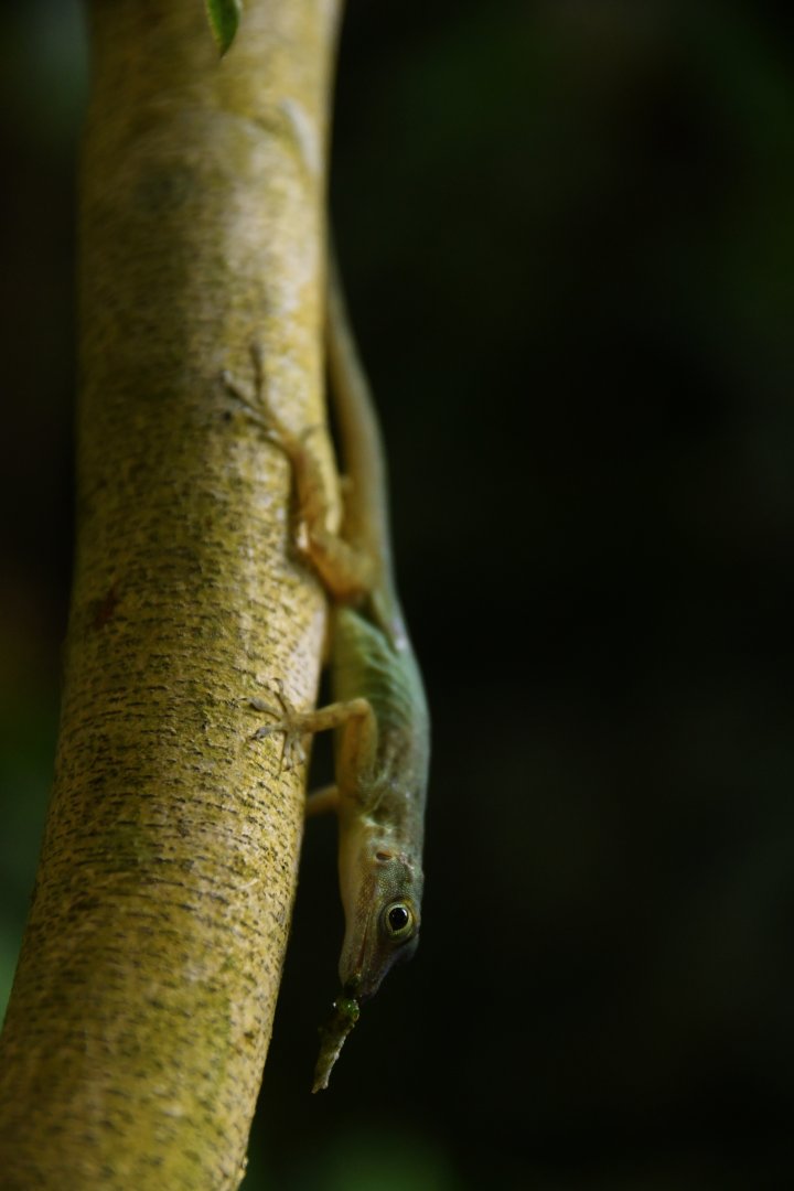 Anolis sabanus