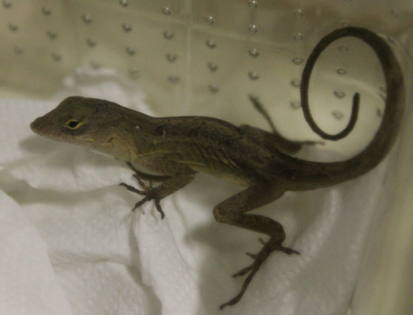 Anolis sagrei