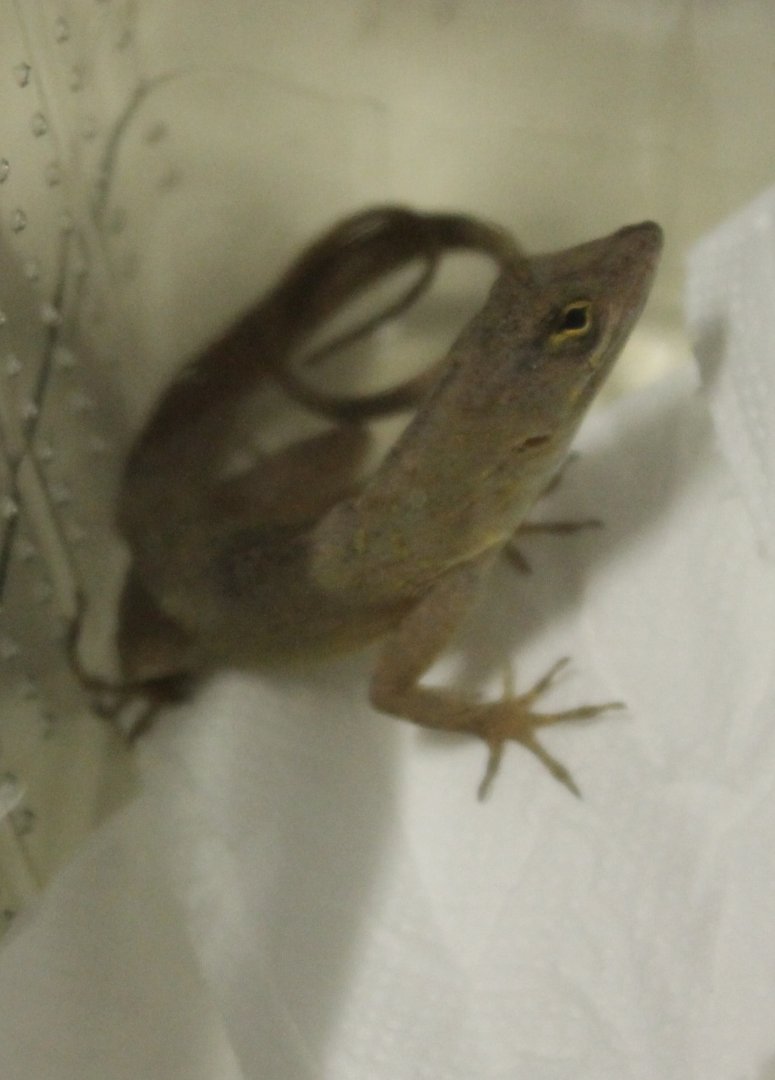 Anolis sagrei