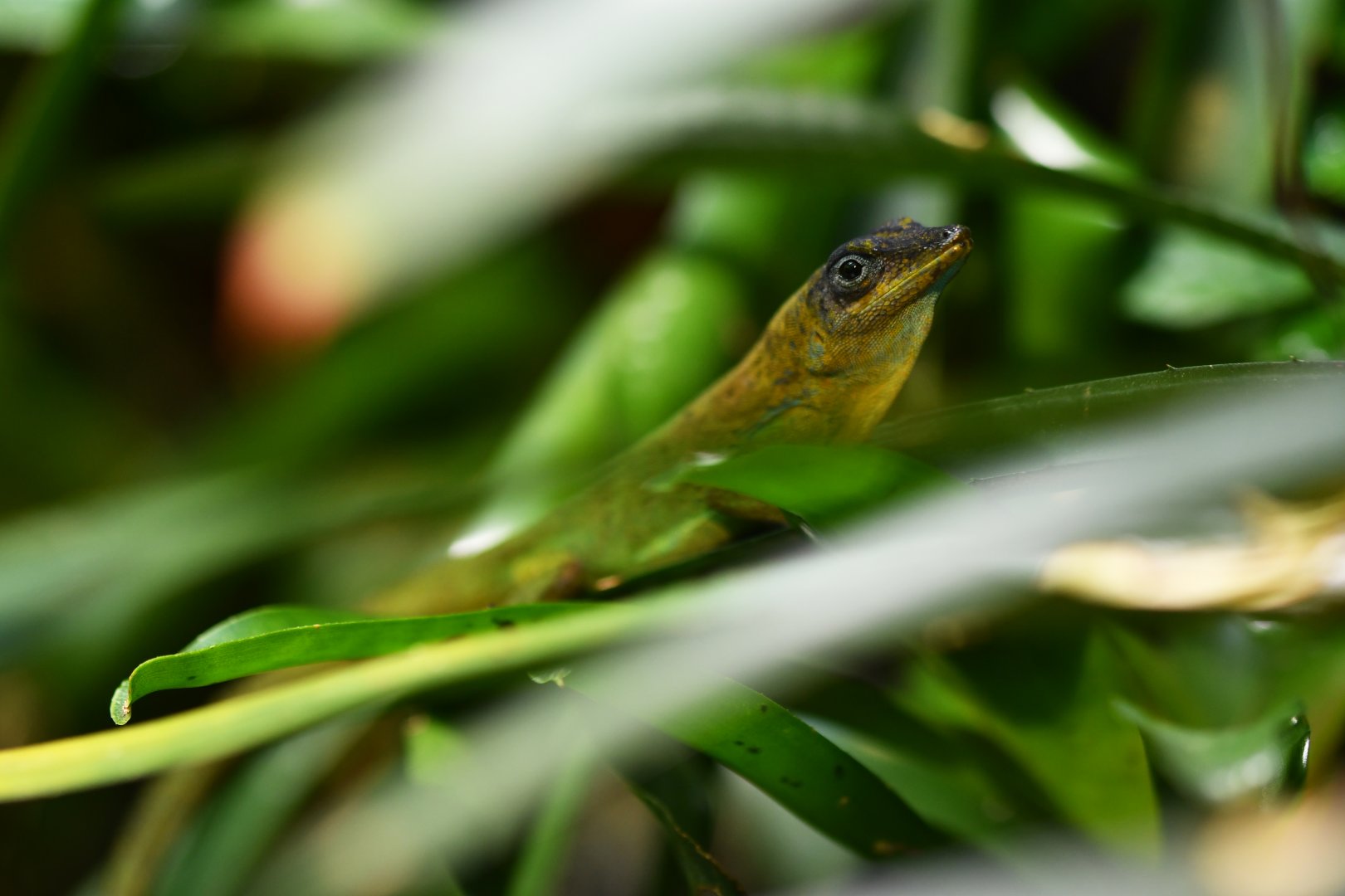 Anolis trinitatis