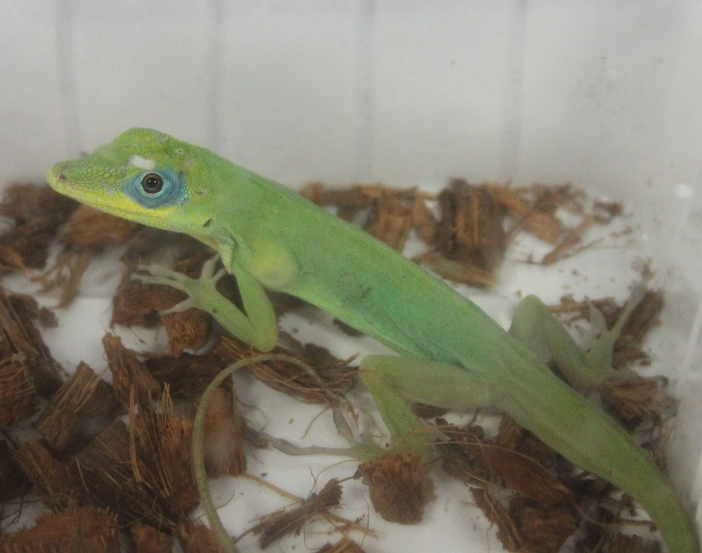 Anolis trinitatus