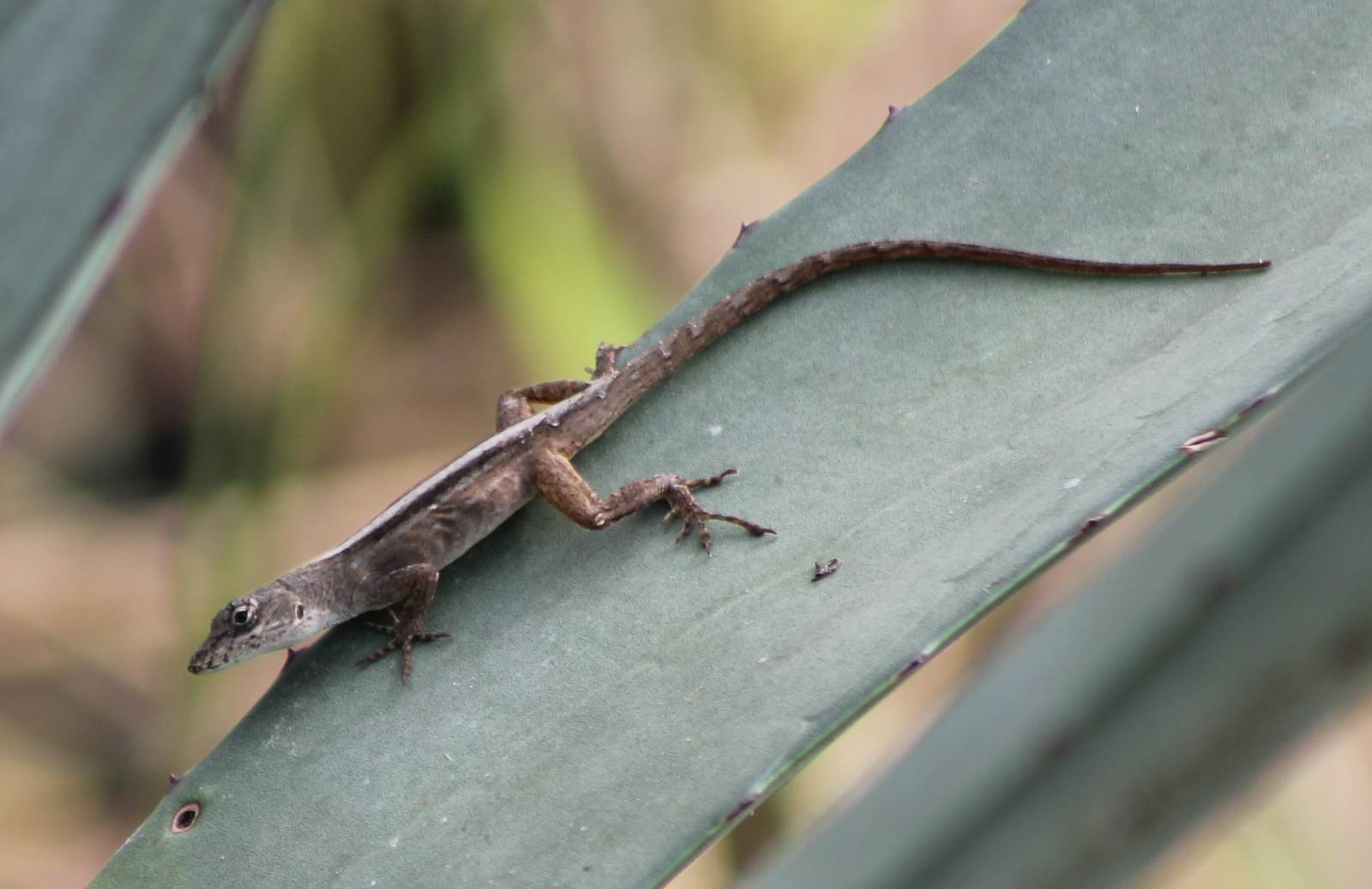 Anolis tropidonotus