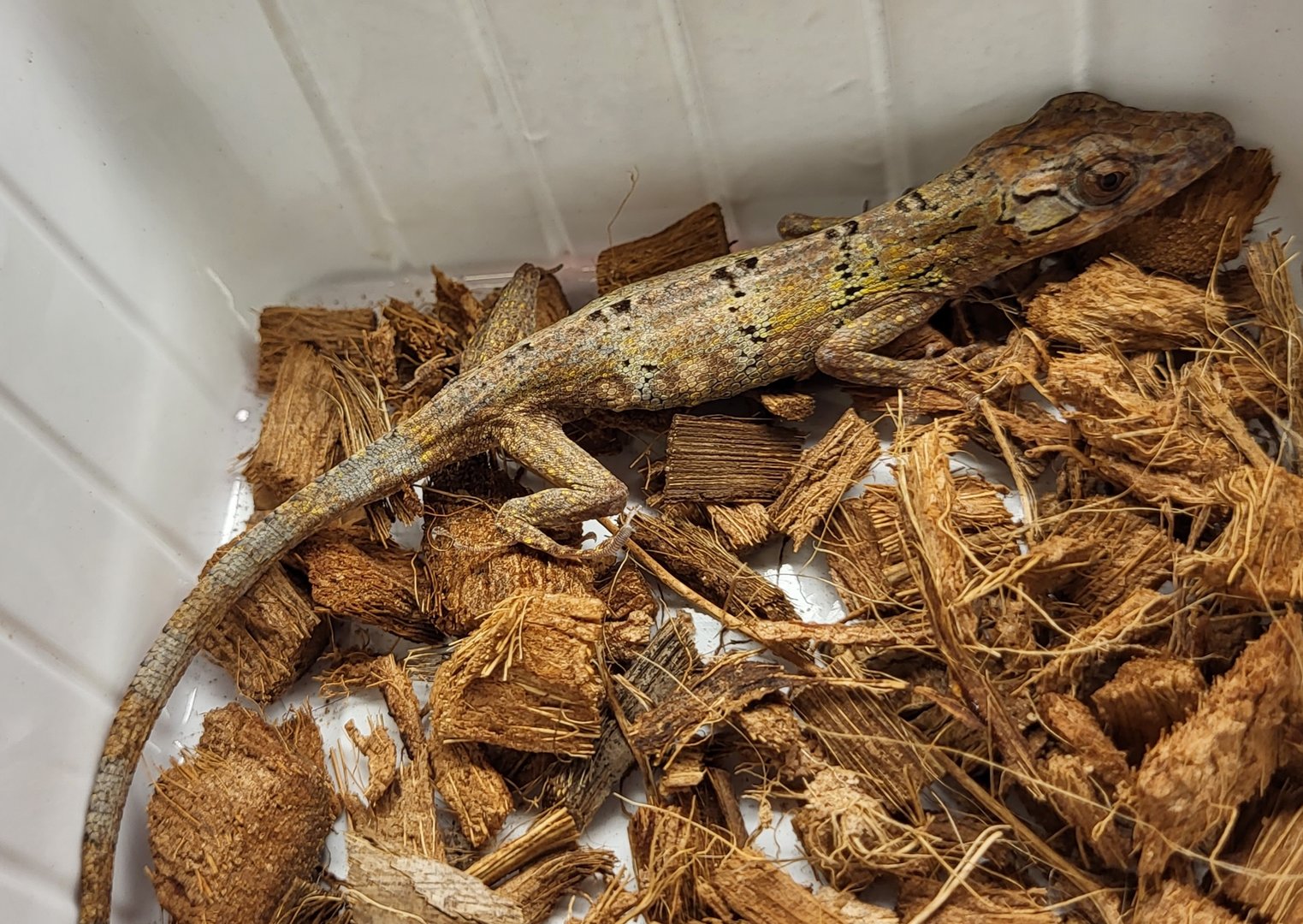 Anolis valencienii - male