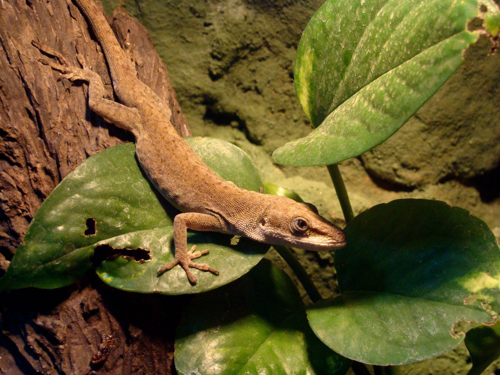 Anolis