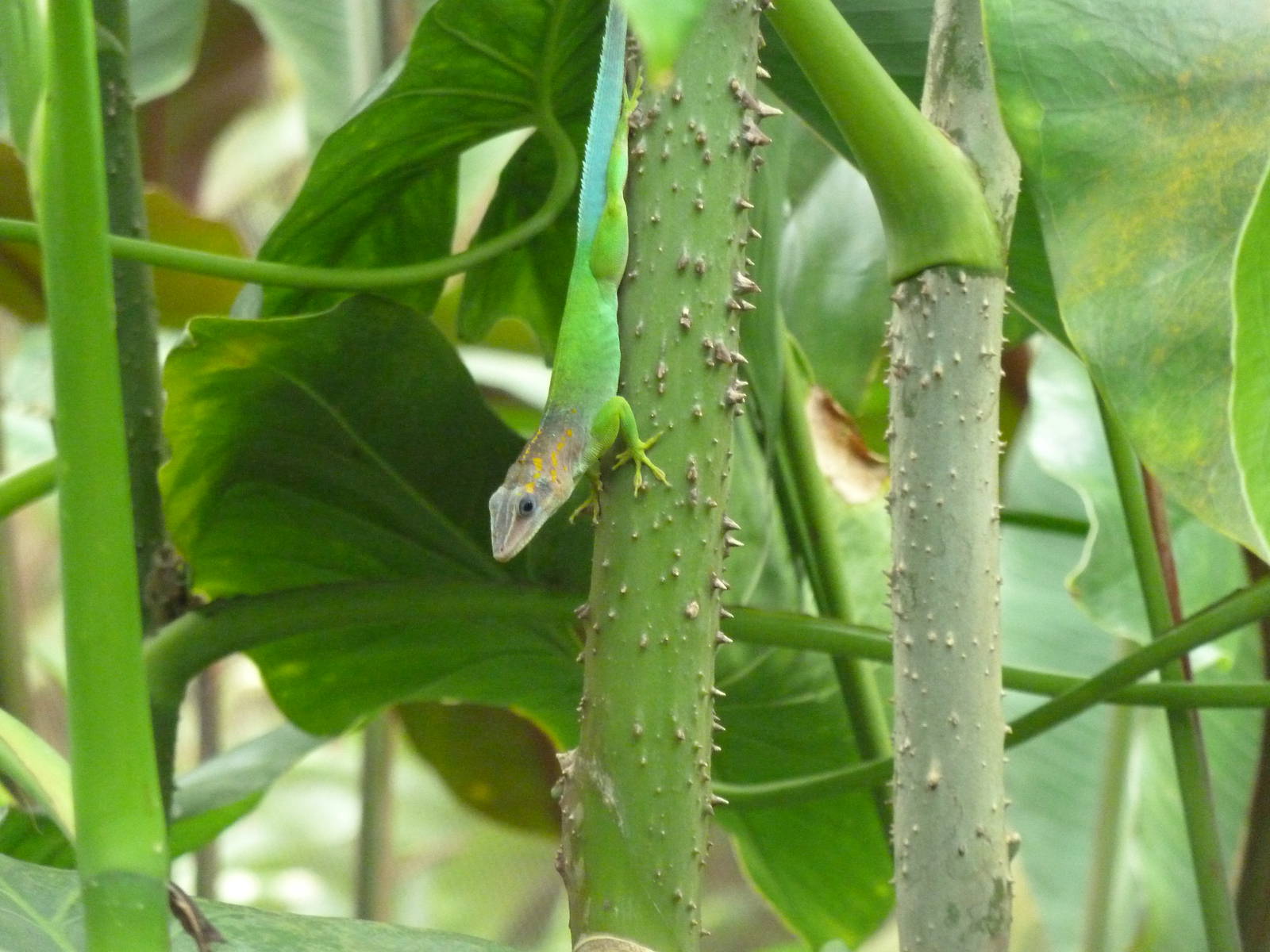 Anolis