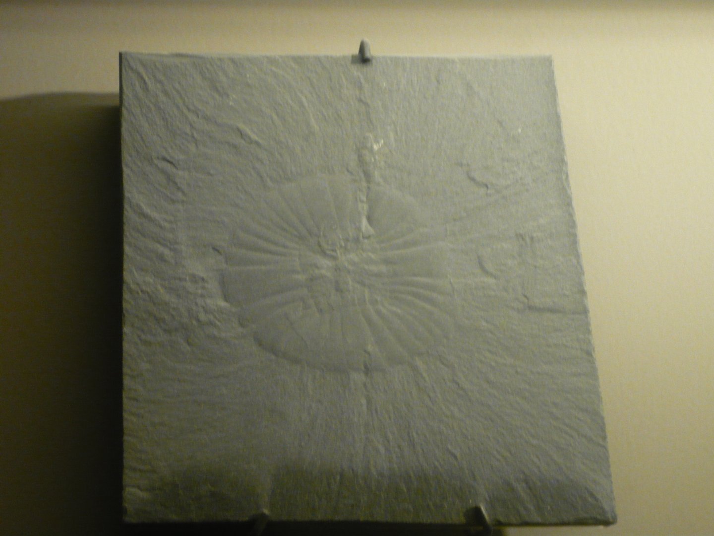 Anomalocaris canadensis mouth disc