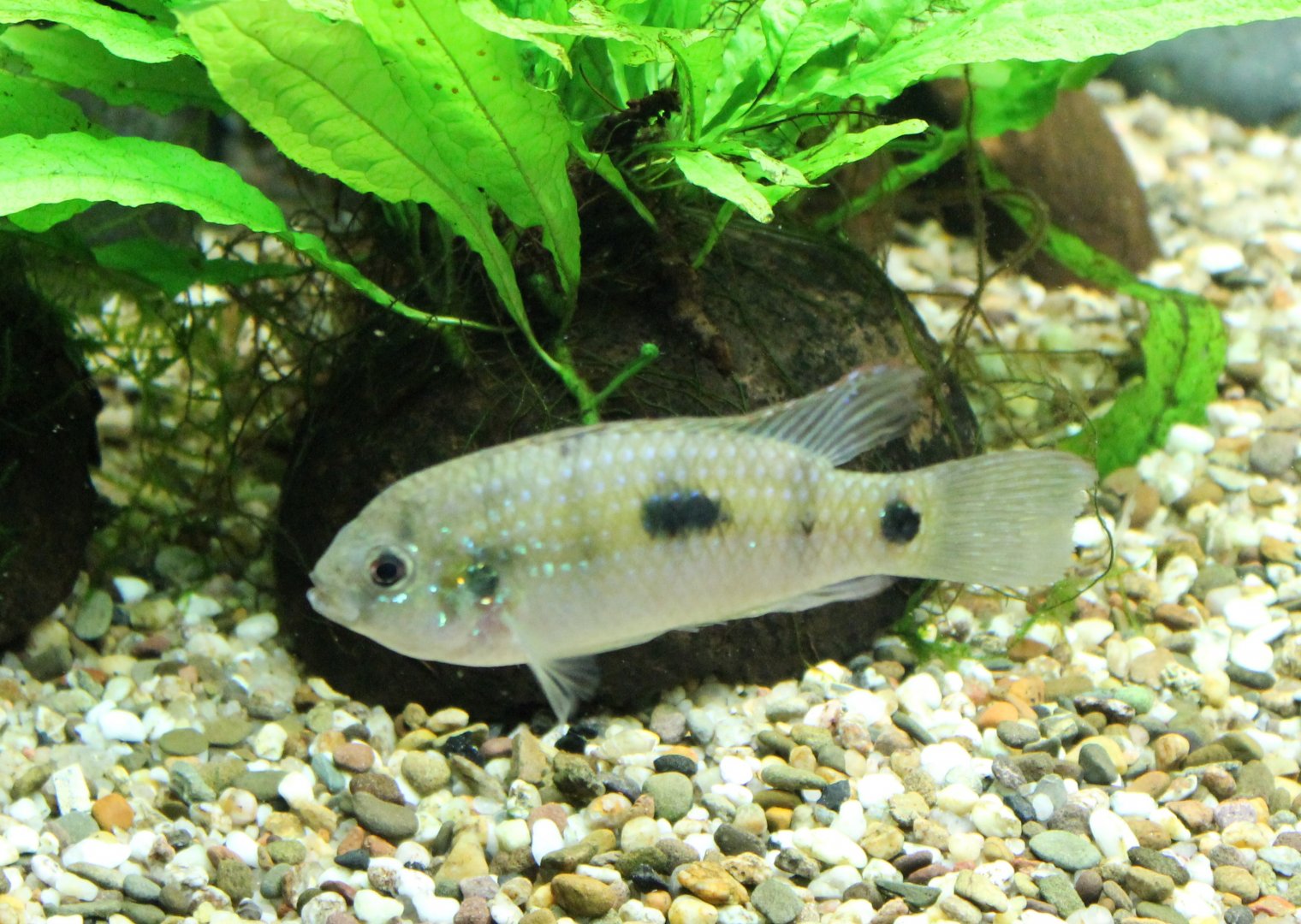 Anomalochromis thomasi