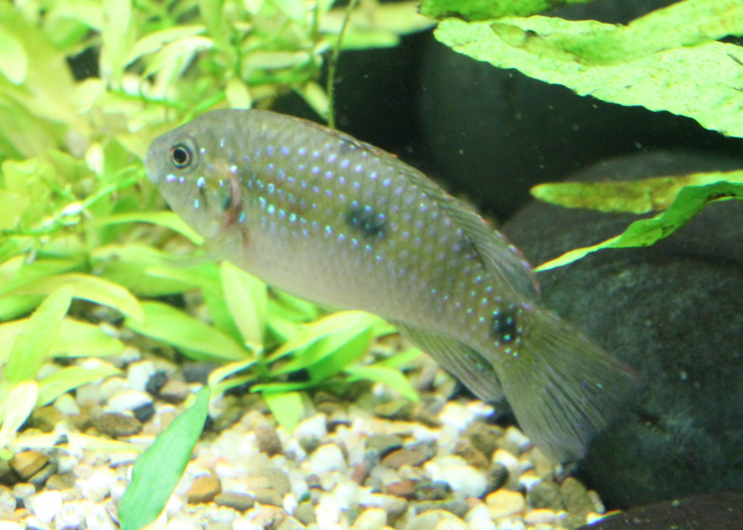 Anomalochromis thomasi