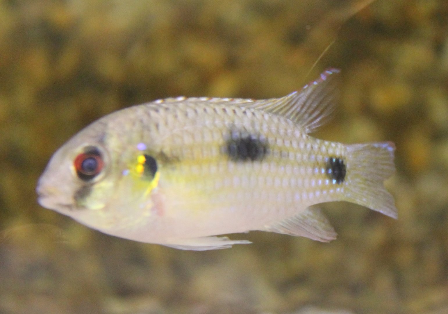 Anomalochromis thomasi