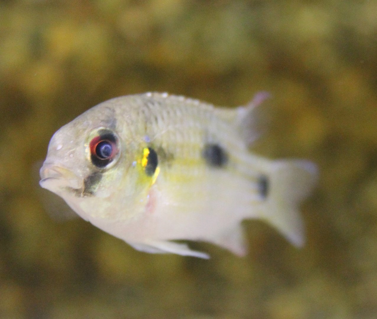 Anomalochromis thomasi