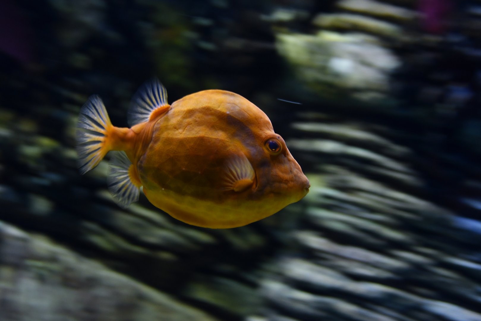 Anoplocapros lenticularis