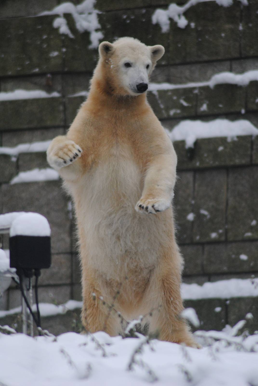 Anori, the polar bear cub