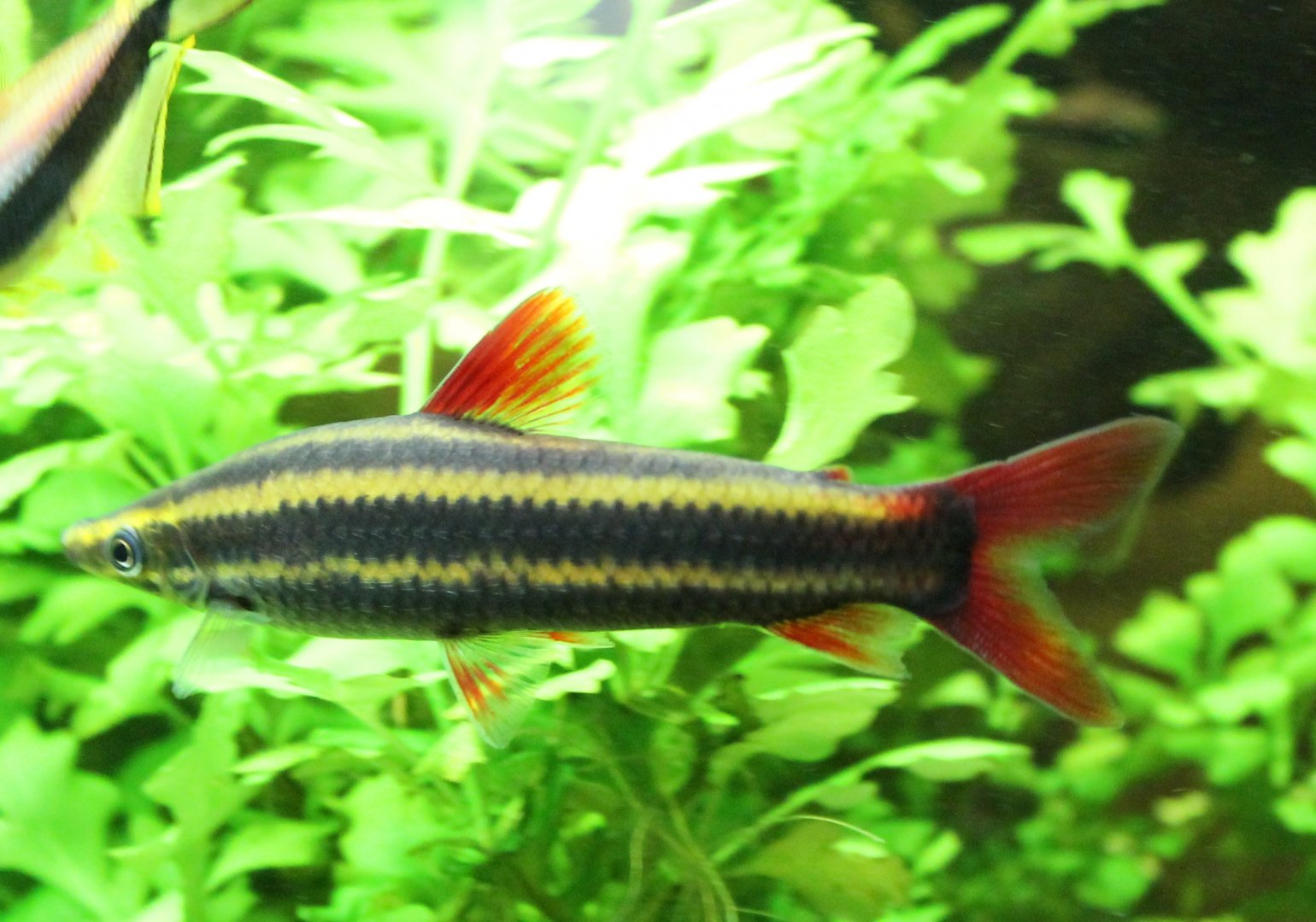 Anostomus anostomus