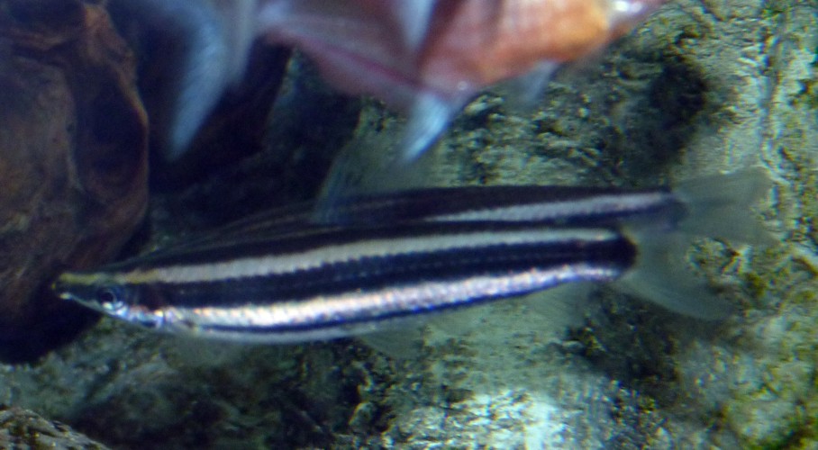 Anostomus ternetzi??????? Please confirm!!!