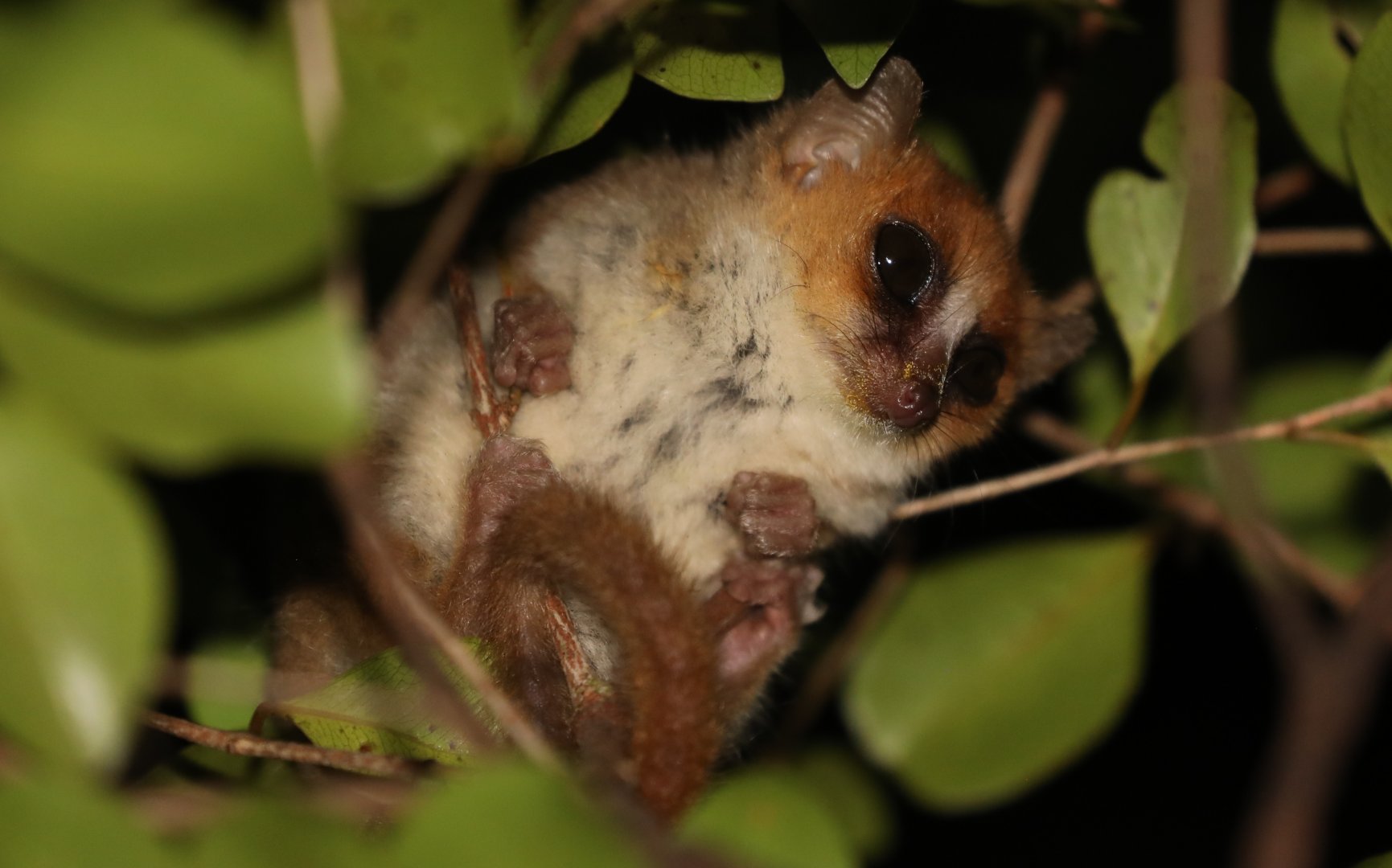 Anosy mouse lemur (Microcebus tanosi)