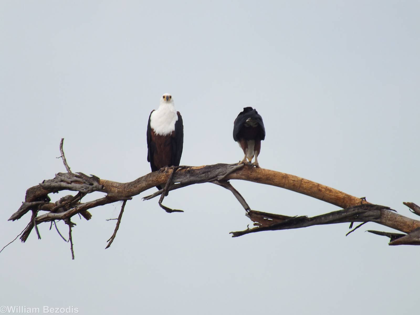 Another African Fish-eagle Pair - Lake Naivasha