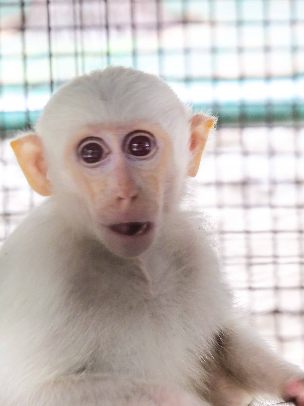 Another Albino Crab Eating Macaque - Pata Zoo