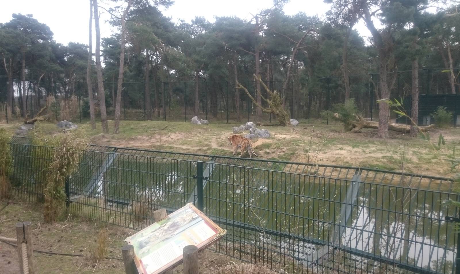 Another Amur tiger enclosure