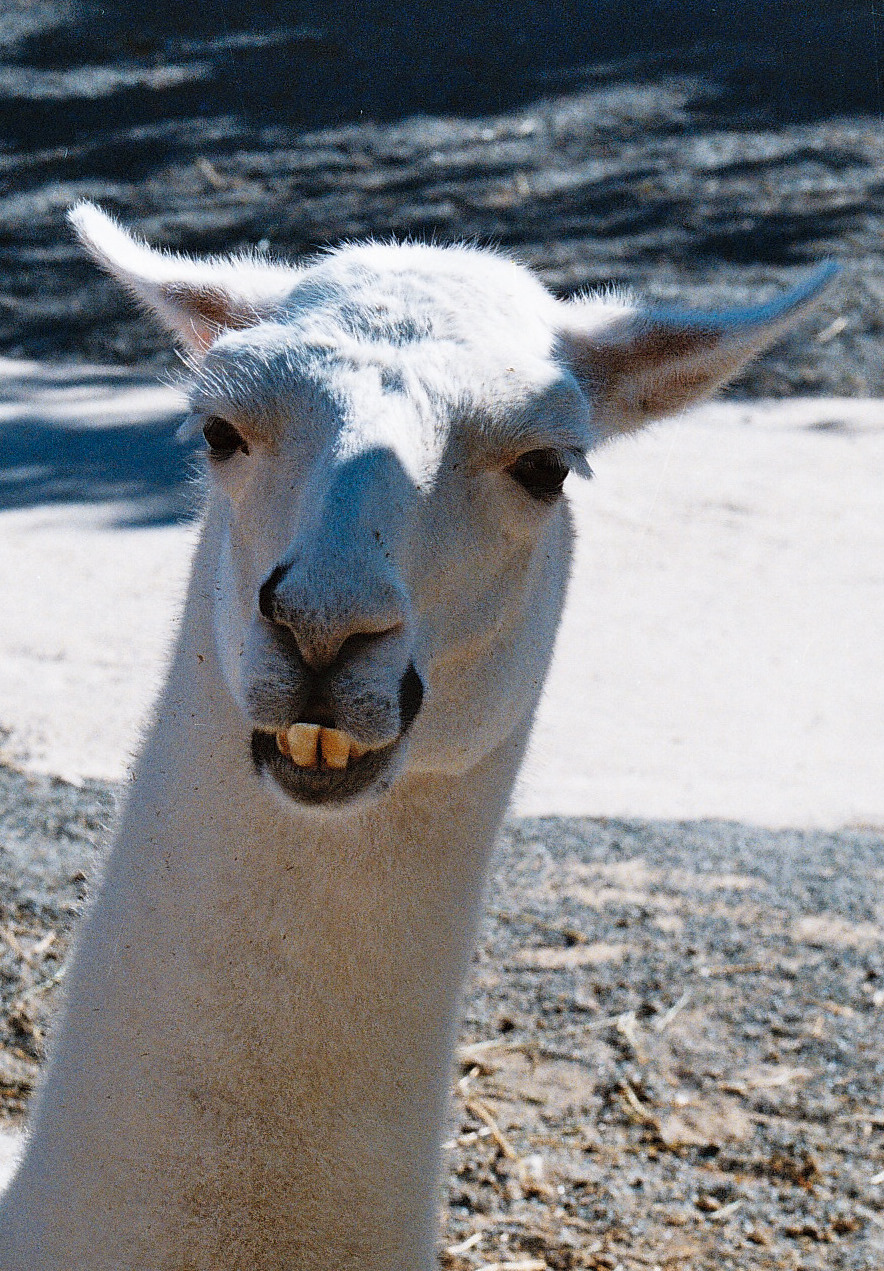 another animal that needs to go to the dentist