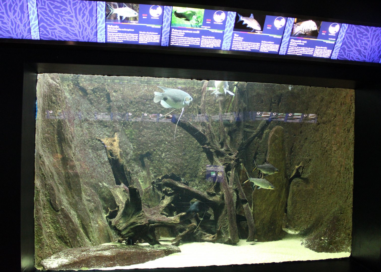 Another Asian freshwater tank