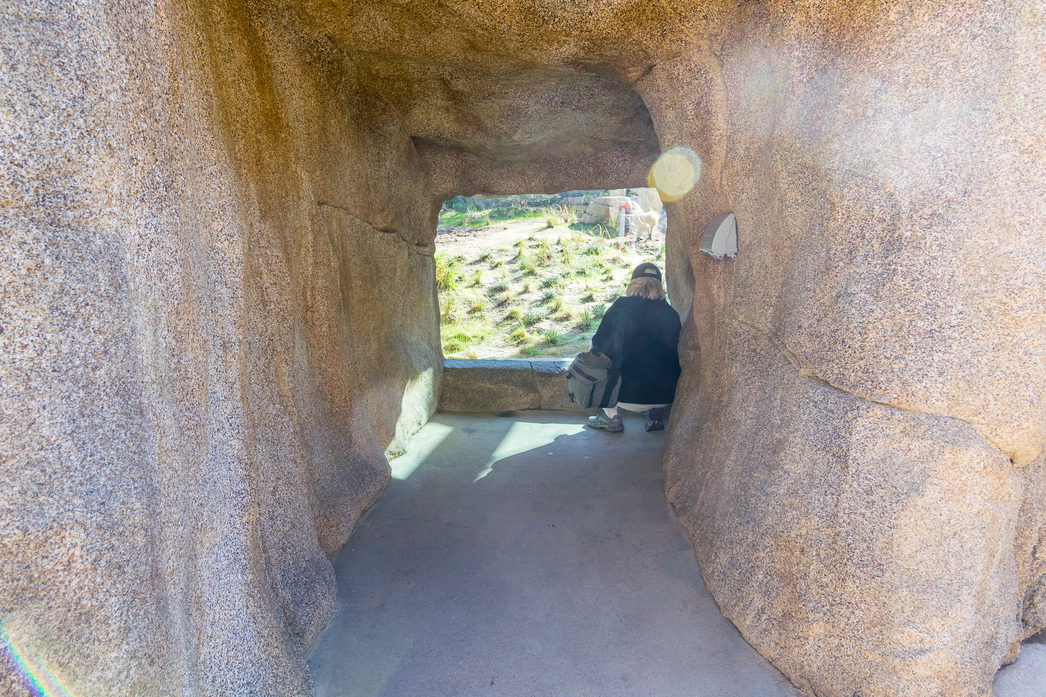 Another baboon viewing opportunity.