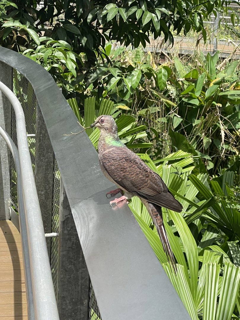 Another Barred Cuckoo-dove