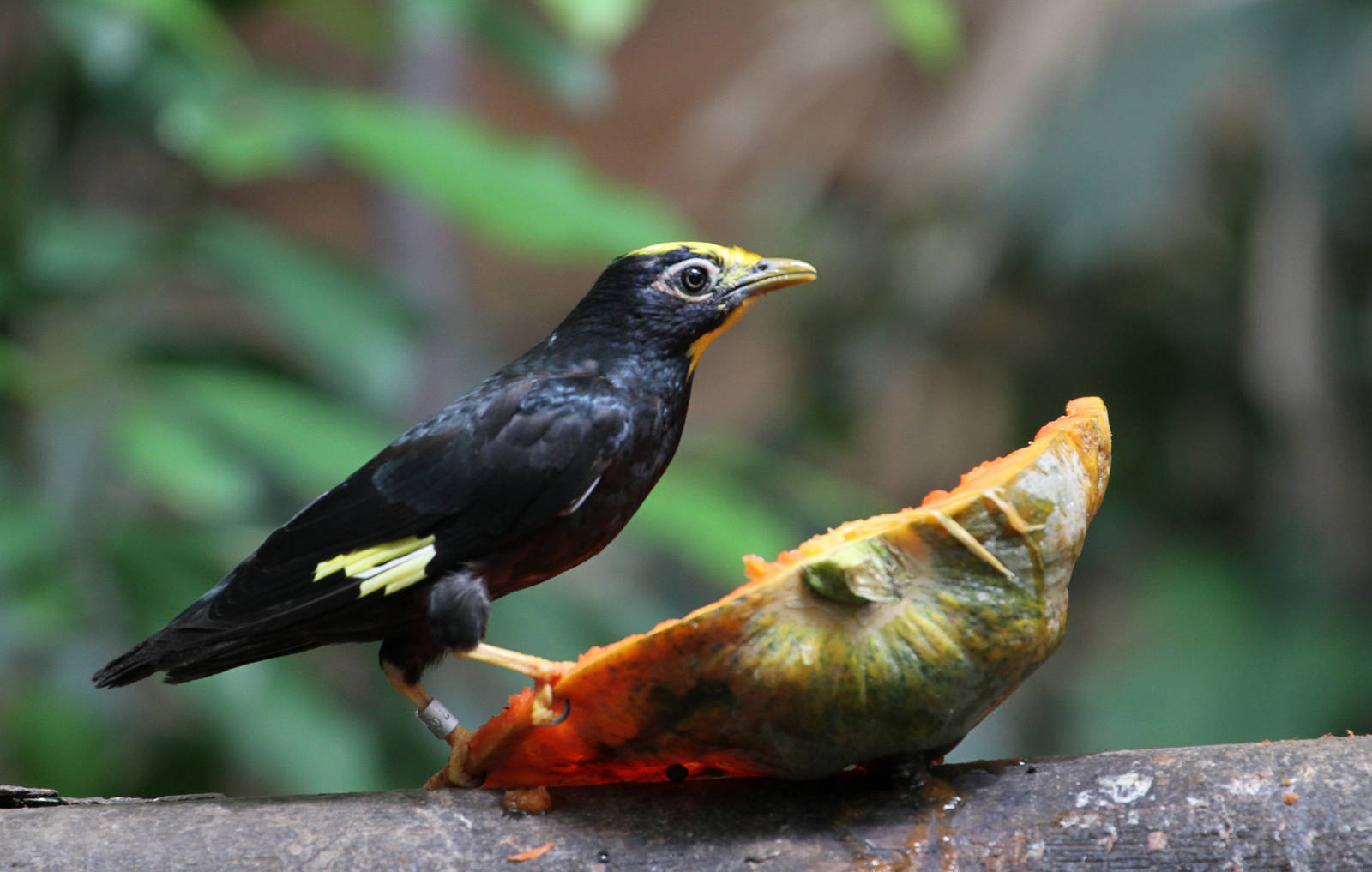 Another Bird ID Needed?
