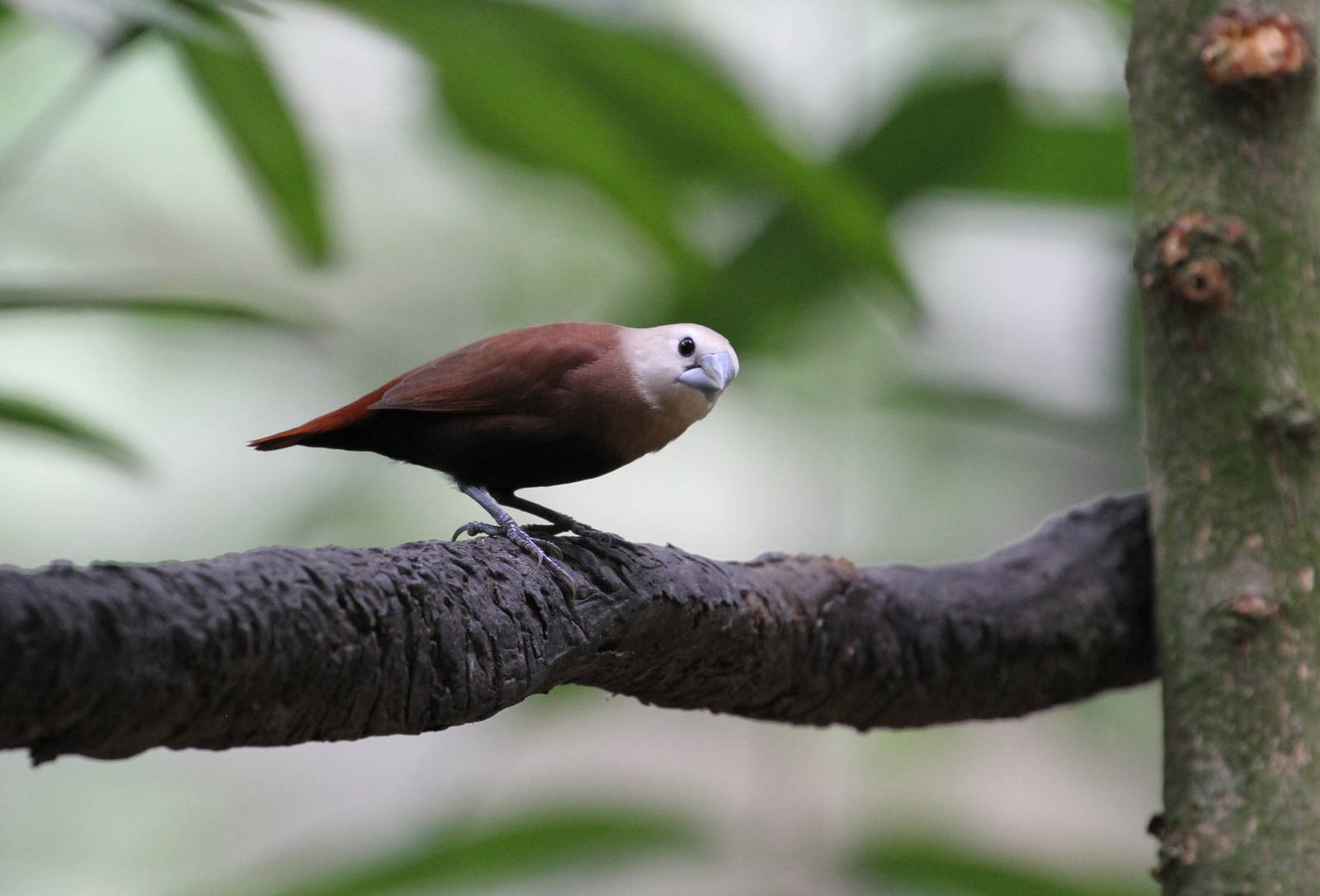 Another Bird ID Please?