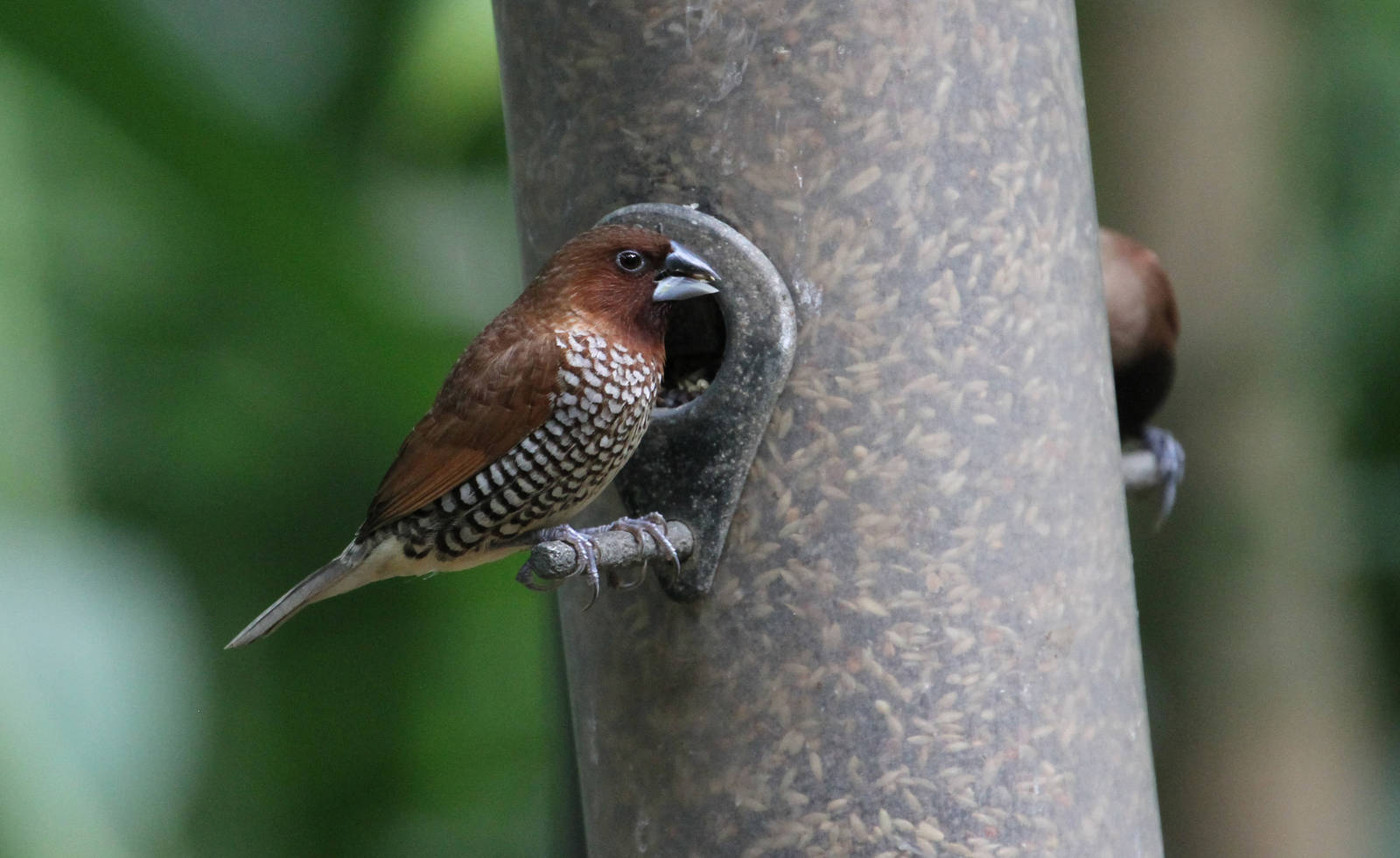 Another Bird ID Please?