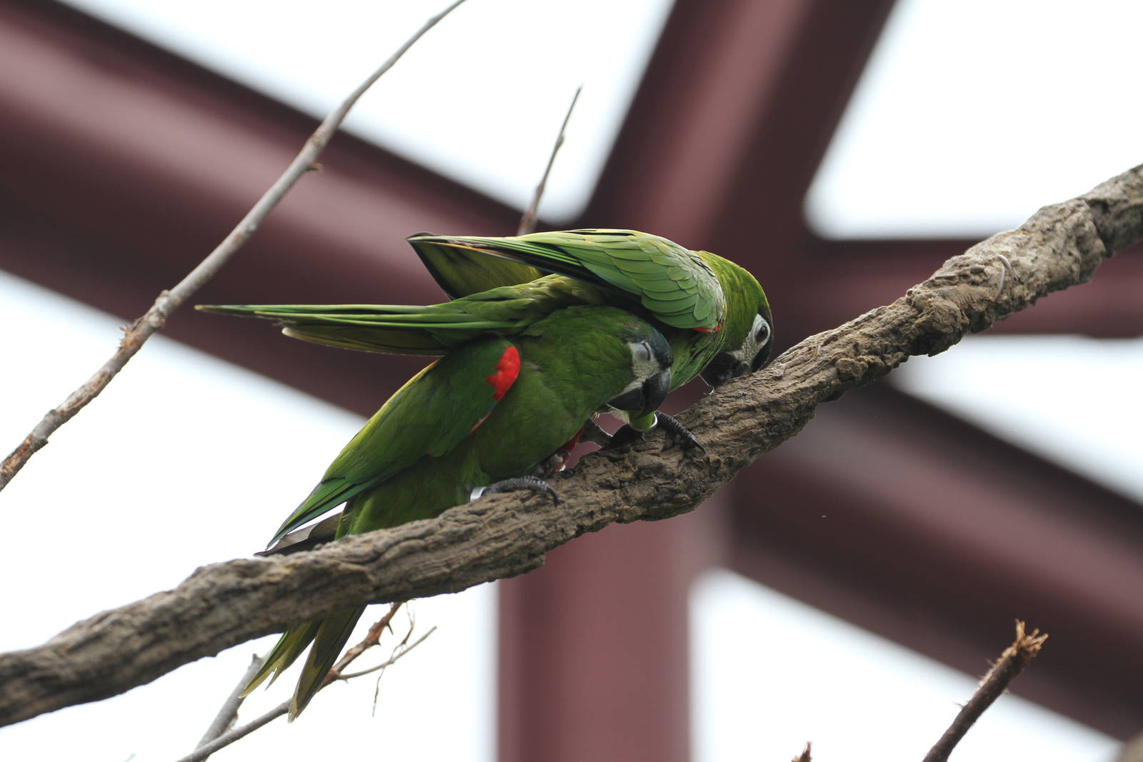 Another Bird ID Please
