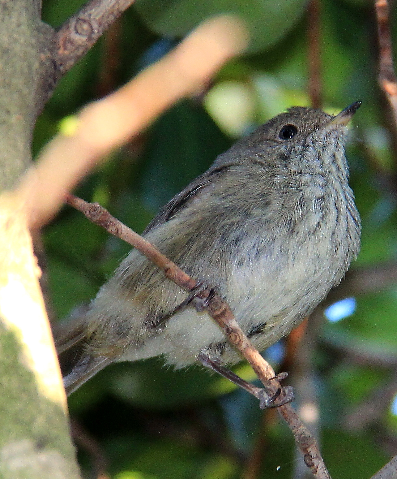 Another bird in backyard