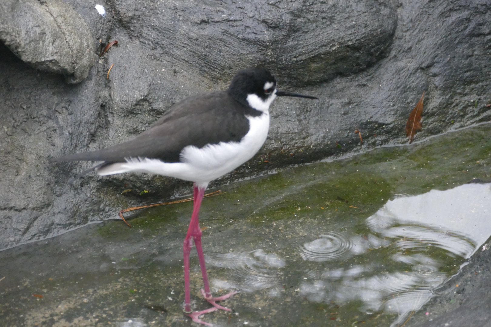 Another black-necked stilt, Cottage Aviary, December 2018