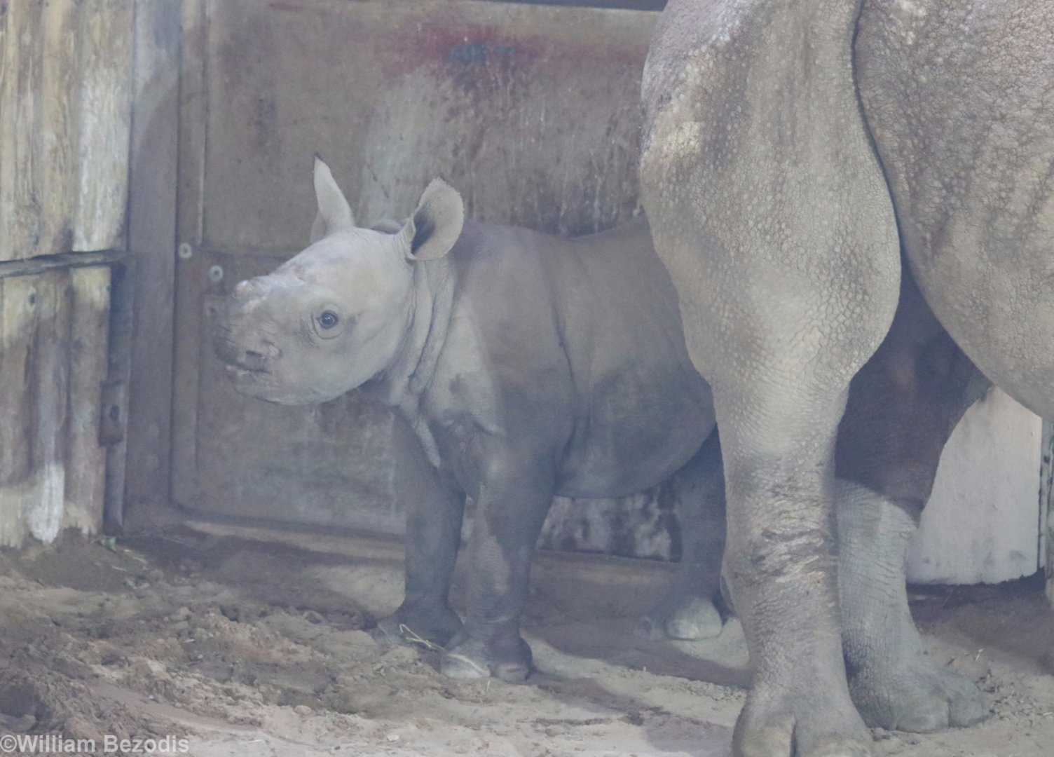 Another Black Rhino Calf