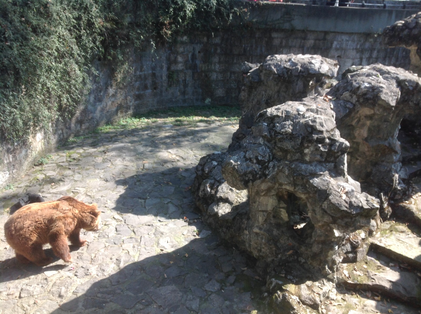 Another brown bear closure