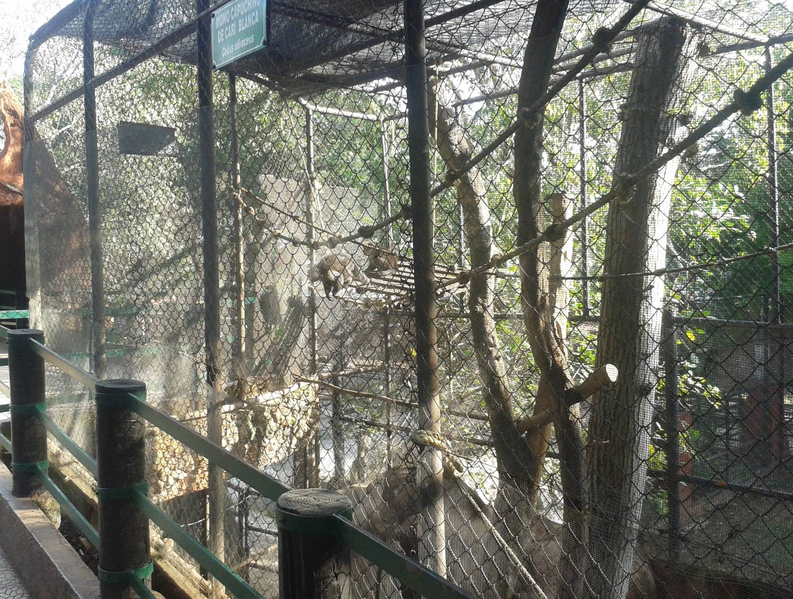 Another Capucine monkey cage