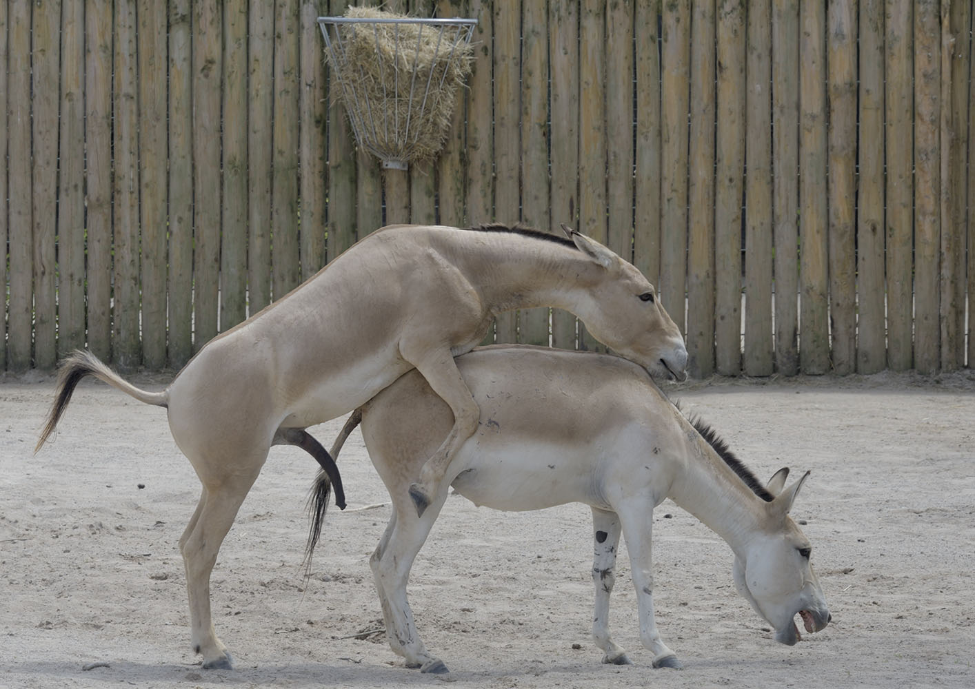 Another case for Holmes