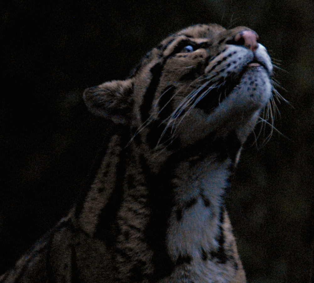 Another Clouded Leopard - Cotswold Wildlife Park 2023