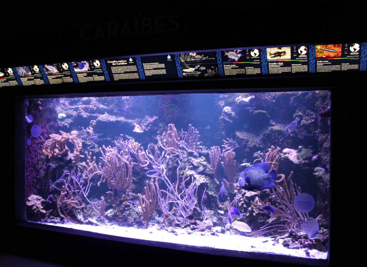 Another Coralfish-tank