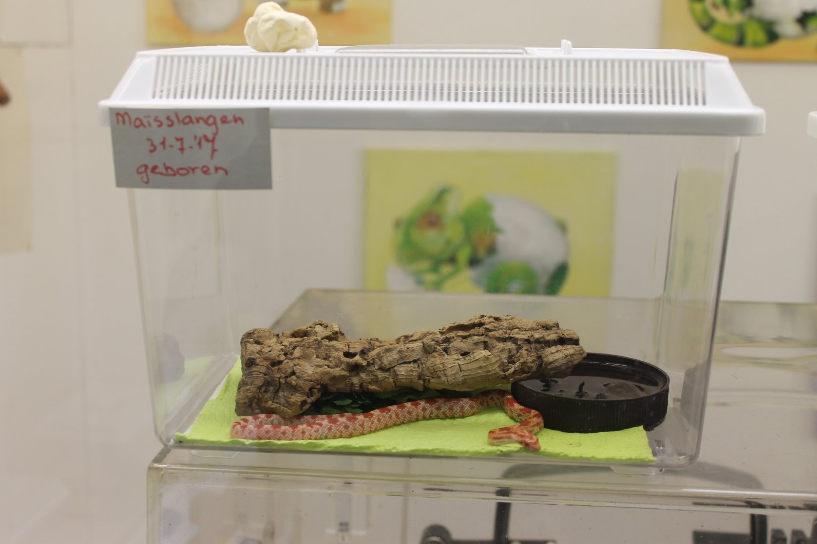 Another Corn snake raising-box