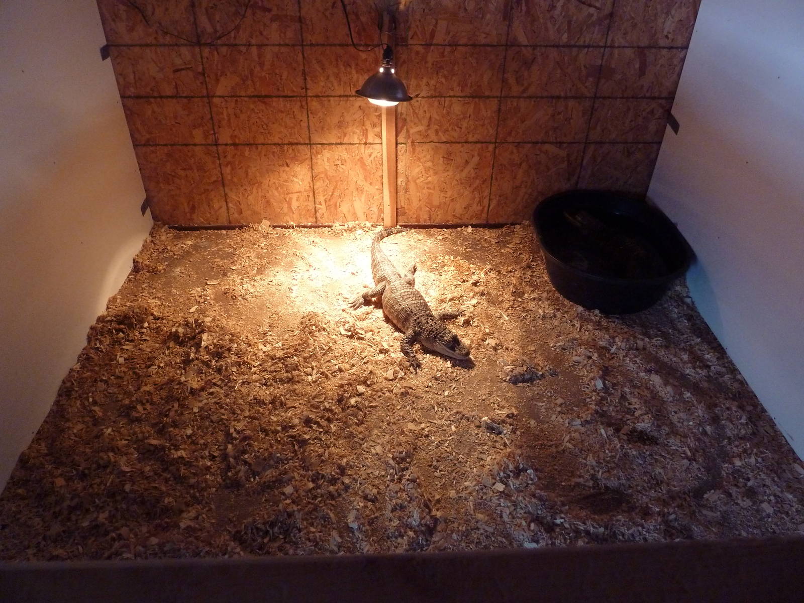 Another Crappy Cage (with 2 occupants)