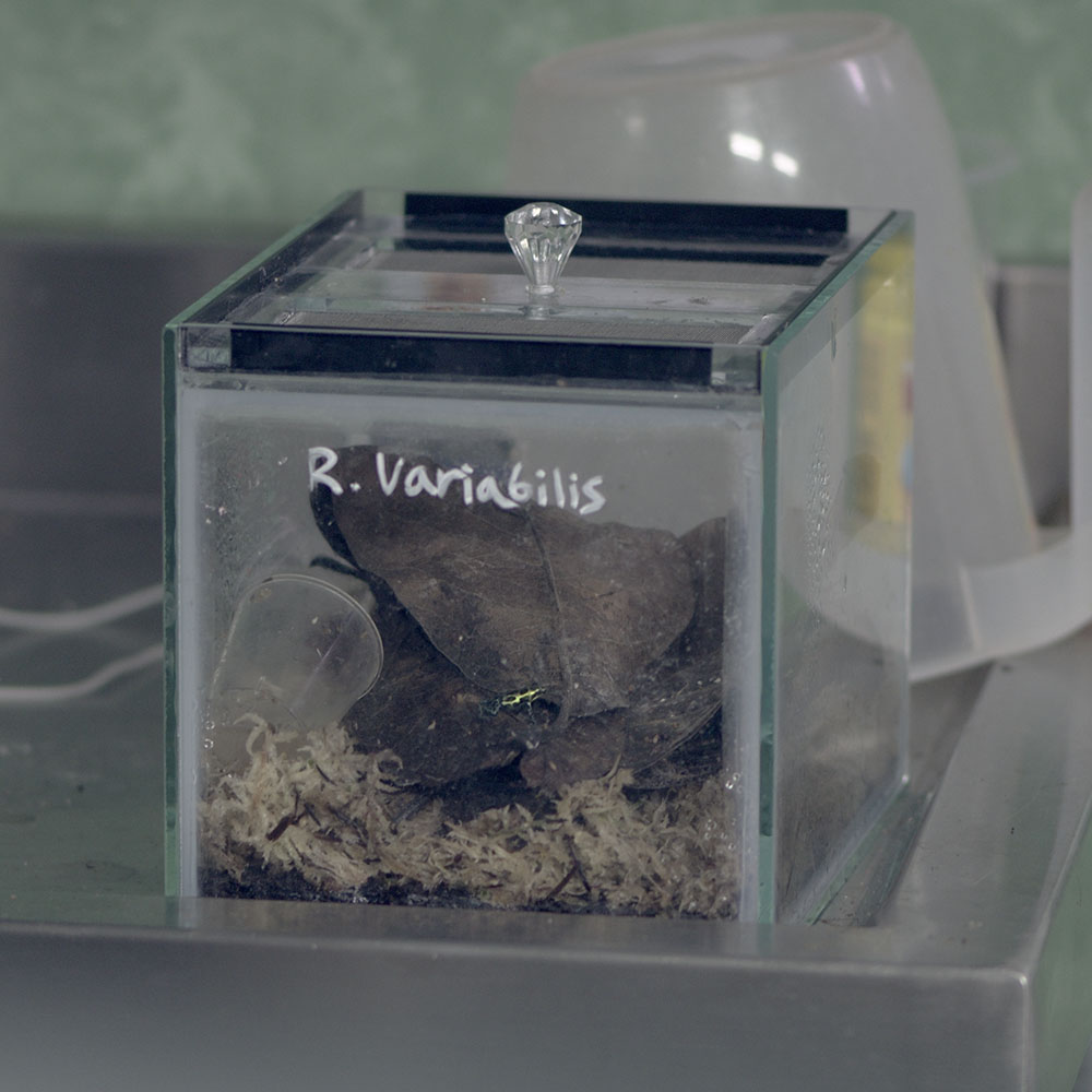 Another dart frog species