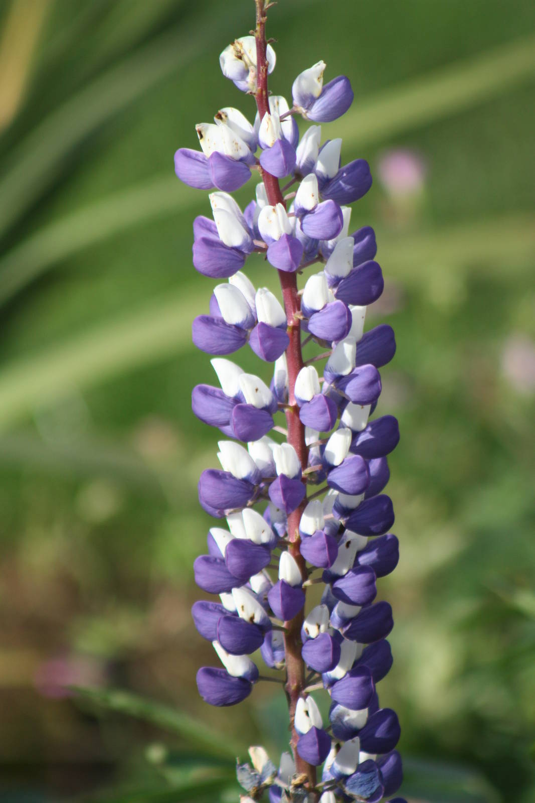 Another example of my lack of horticultural knowledge, 23rd October 2014