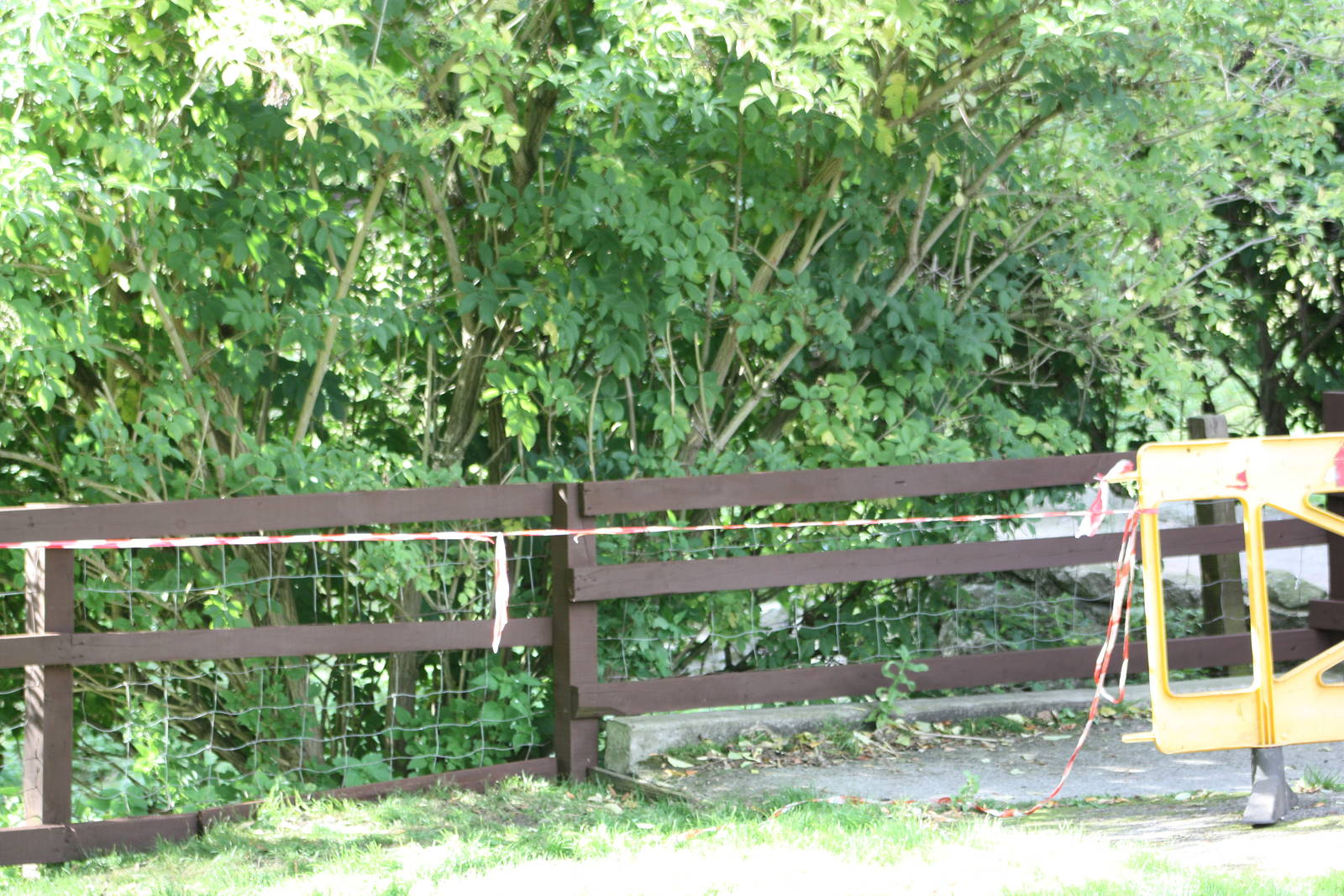 Another fence stained, 30th August 2014