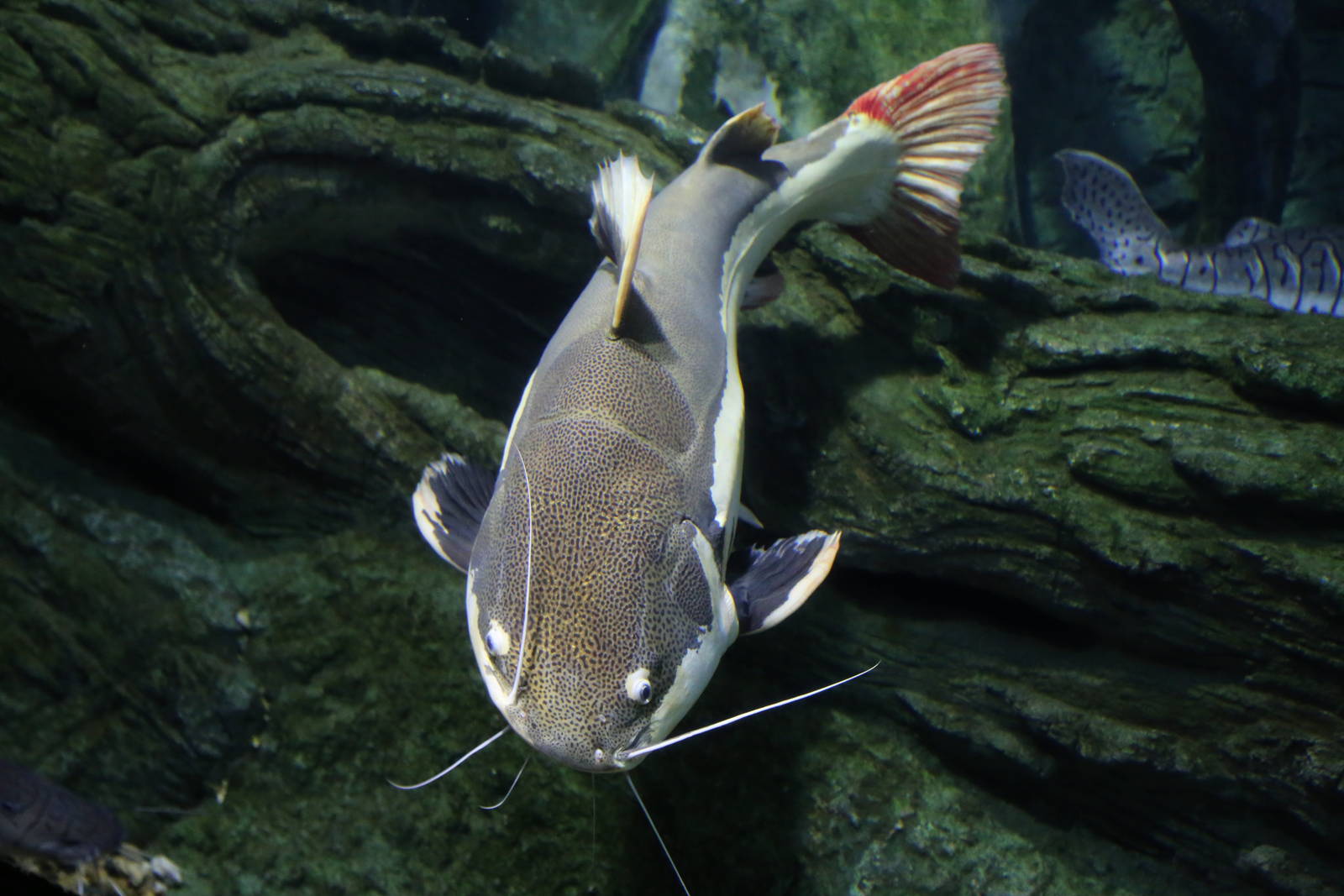 Another Fish ID Please?